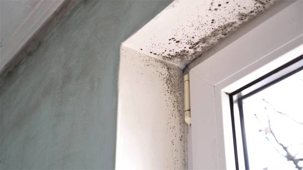 Best Air Quality Testing for Mold Spores  in Oakwood, PA